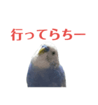 ことりのひとりごと（個別スタンプ：13）