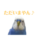 ことりのひとりごと（個別スタンプ：14）