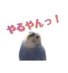 ことりのひとりごと（個別スタンプ：17）