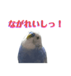 ことりのひとりごと（個別スタンプ：18）