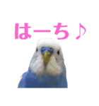 ことりのひとりごと（個別スタンプ：19）