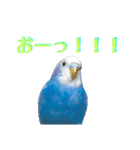ことりのひとりごと（個別スタンプ：21）