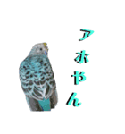 ことりのひとりごと（個別スタンプ：25）