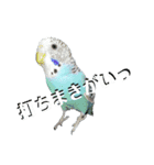 ことりのひとりごと（個別スタンプ：29）