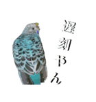 ことりのひとりごと（個別スタンプ：31）