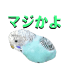 ことりのひとりごと（個別スタンプ：32）