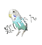 ことりのひとりごと（個別スタンプ：34）