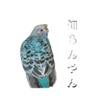 ことりのひとりごと（個別スタンプ：36）