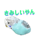ことりのひとりごと（個別スタンプ：37）