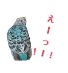 ことりのひとりごと（個別スタンプ：38）