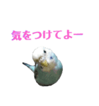 ことりのひとりごと（個別スタンプ：39）