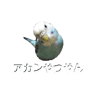 ことりのひとりごと（個別スタンプ：40）