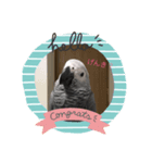 【ヨウムのめるるん】スタンプ（個別スタンプ：1）