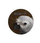【ヨウムのめるるん】スタンプ（個別スタンプ：4）
