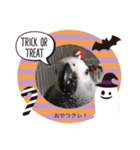 【ヨウムのめるるん】スタンプ（個別スタンプ：8）