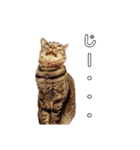 ルナロペスすたんぷ（個別スタンプ：8）