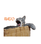 ルナロペスすたんぷ（個別スタンプ：13）