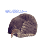 ルナロペスすたんぷ（個別スタンプ：16）
