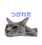 ルナロペスすたんぷ（個別スタンプ：19）