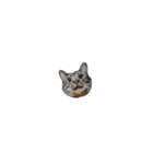 ルナロペスすたんぷ（個別スタンプ：22）