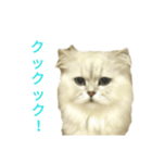 フサネコ4（個別スタンプ：4）