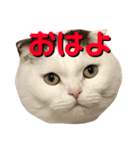 とろろくん（個別スタンプ：3）