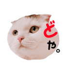 とろろくん（個別スタンプ：12）