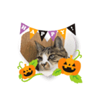 ハロウィン気分のネコ（個別スタンプ：2）