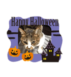 ハロウィン気分のネコ（個別スタンプ：3）