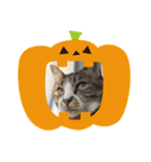 ハロウィン気分のネコ（個別スタンプ：4）