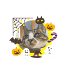 ハロウィン気分のネコ（個別スタンプ：5）