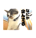 ハロウィン気分のネコ（個別スタンプ：7）