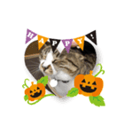 ハロウィン気分のネコ（個別スタンプ：8）