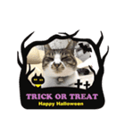 ハロウィン気分のネコ（個別スタンプ：9）