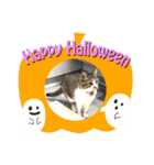 ハロウィン気分のネコ（個別スタンプ：10）