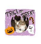 ハロウィン気分のネコ（個別スタンプ：11）