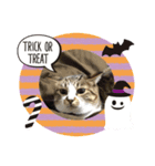 ハロウィン気分のネコ（個別スタンプ：12）