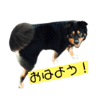らるごstamp（個別スタンプ：1）