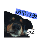 らるごstamp（個別スタンプ：3）