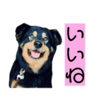 らるごstamp（個別スタンプ：4）