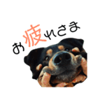 らるごstamp（個別スタンプ：6）