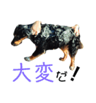らるごstamp（個別スタンプ：12）