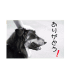 らるごstamp（個別スタンプ：13）