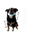 らるごstamp（個別スタンプ：15）