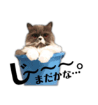 ねこのメイ（個別スタンプ：3）