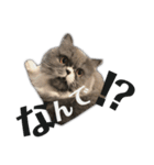 ねこのメイ（個別スタンプ：4）