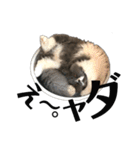 ねこのメイ（個別スタンプ：6）