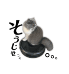ねこのメイ（個別スタンプ：16）