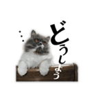 ねこのメイ（個別スタンプ：21）