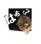 ねこのメイ（個別スタンプ：23）
